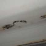Mould spores on bedroom ceiling